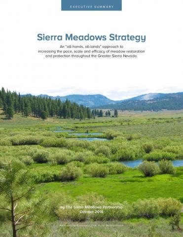 Sierra Meadow Strategy Executive Summary