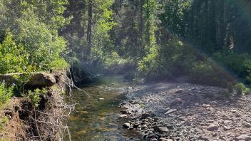 Pilliken Meadow (2023)