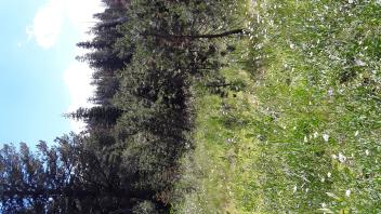 West Forni