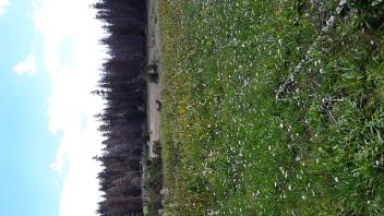 West Forni