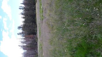 West Forni