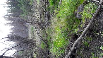 West Forni