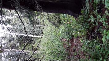 Chimney Flat