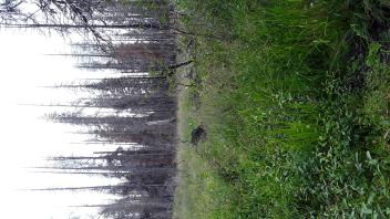 Lower Forni