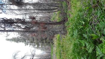 Lower Forni