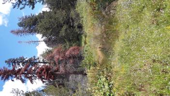 Lower Forni