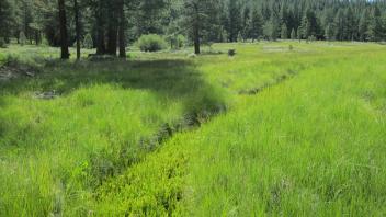 2nd channel from lower transect, looking upstream