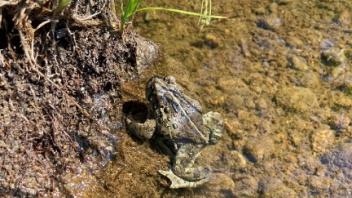 Toad