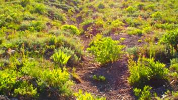 A channel from the trail at mid-meadow, facing upslope