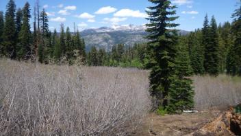 Alder and Slope