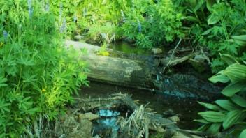 Atypical Amount of Woody Debris