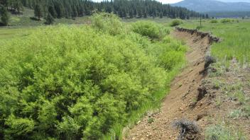 Bank erosion in lower meadow