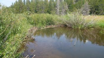 Beaver dam 3
