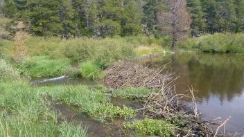 Beaver dam 4