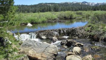 Beaver dam in upper meadow from the right bank