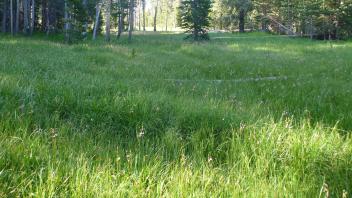Biggest meadow fragment (bottom to top)