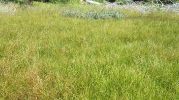 Bottom Transect Channel from Right Bank (right to left)