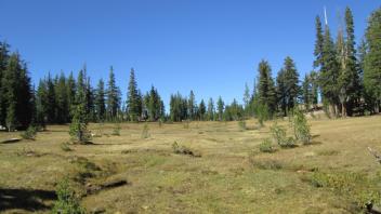 Bottom of Meadow 2