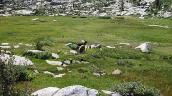 Bottom of Meadow 3