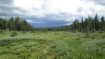 Bottom of Meadow Looking Up