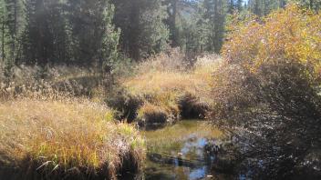 Bottom of Meadow