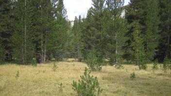 Bottom of Meadow
