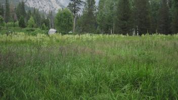 Bottom of Meadow