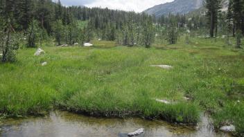 Bottom of Meadow