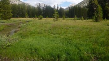 Bottom of Meadow