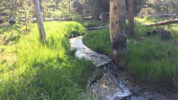 Bottom of Meadow