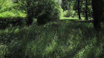 Bottom of Meadow