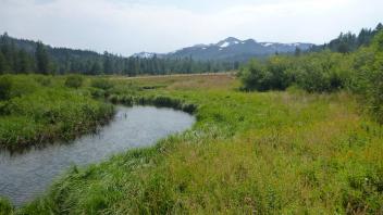 Bottom of Meadow