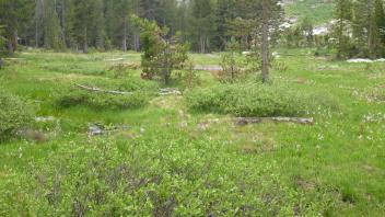 Bottom of Meadow