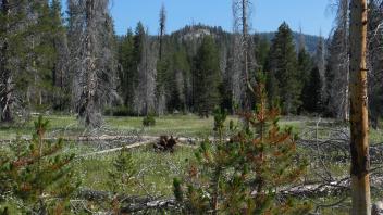 Bottom of Meadow