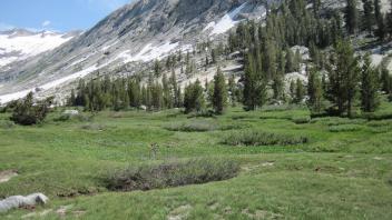 Bottom of Meadow