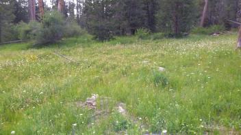 Bottom of Meadow