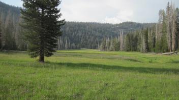 Bottom of Meadow