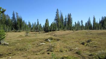 Bottom of Meadow