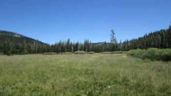 Bottom of Meadow