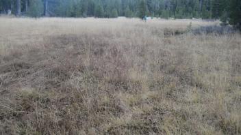 Bottom of Meadow