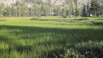Bottom of Meadow