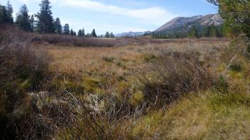 Bottom of Meadow