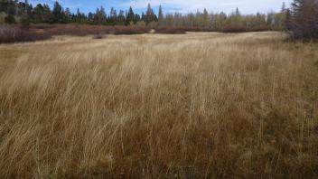 Bottom of eastern-most wet meadow