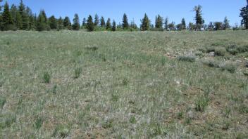 Bottom of lower meadow