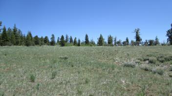 Bottom of lower meadow
