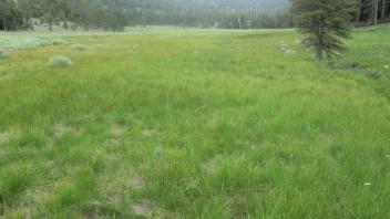 Bottom of meadow (lower section)
