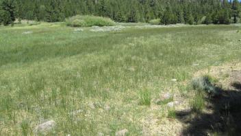 Bottom of meadow looking north