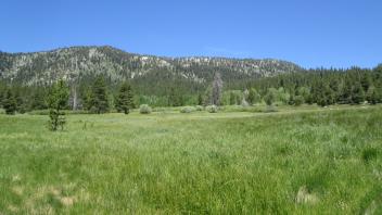 Bottom of meadow looking north