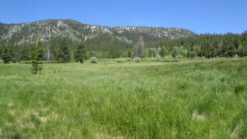 Bottom of meadow looking north