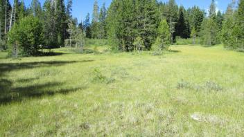 Bottom of meadow looking south
